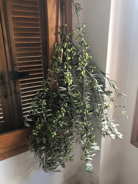 What is “Early Harvest” Olive Oil and Why Should I Care?
